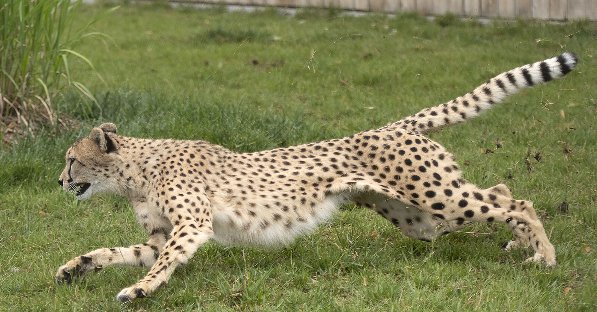 cheetah race